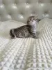 Кошки - Шотландский котенок - Вся Беларусь - Фото 3 Шотландский котенок - Вся Беларусь - 260101 - Доска объявлений Kupika.by - Фото 3