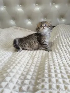 Шотландский котенок