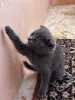 Котенок. Порода Шотландская (девочка) - Вся Беларусь - 260021 - Доска объявлений Kupika.by - Фото 2