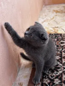 Котенок. Порода Шотландская (девочка)