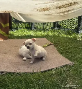 Чихуахуа