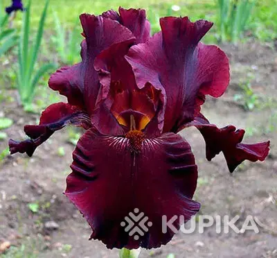 Саженцы, рассада - Бородатые ирисы - Вся Беларусь - Фото 3 Бородатые ирисы - Вся Беларусь - 259146 - Доска объявлений Kupika.by - Фото 3