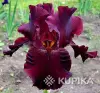 Саженцы, рассада - Бородатые ирисы - Вся Беларусь - Фото 3 Бородатые ирисы - Вся Беларусь - 259146 - Доска объявлений Kupika.by - Фото 3