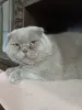 Василий - вислоухий лиловый кот - Вся Беларусь - 259943 - Доска объявлений Kupika.by