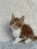 Кошки - Мейн-кун котята - Вся Беларусь - Фото 3 Мейн-кун котята - Вся Беларусь - 260346 - Доска объявлений Kupika.by - Фото 3