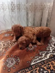 Щенки пуделя