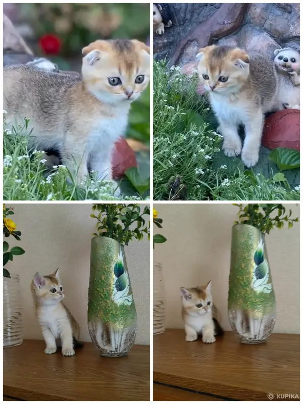 Шотландские котята