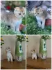 Кошки - Шотландские котята - Вся Беларусь Шотландские котята - Вся Беларусь - 259777 - Доска объявлений Kupika.by