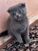 Котенок. Порода Шотландская (девочка) - Вся Беларусь - 260021 - Доска объявлений Kupika.by