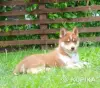 Собаки - Домашние питомцы - Лынтупы - Фото 6 Домашние питомцы - Лынтупы - 217009 - Доска объявлений Kupika.by - Фото 6
