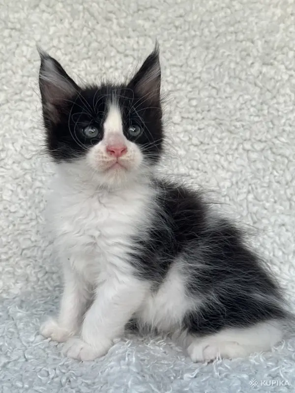 Кошки - Мейн-кун котята - Вся Беларусь - Фото 8 Мейн-кун котята - Вся Беларусь - 260346 - Доска объявлений Kupika.by - Фото 8