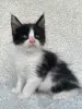 Кошки - Мейн-кун котята - Вся Беларусь - Фото 8 Мейн-кун котята - Вся Беларусь - 260346 - Доска объявлений Kupika.by - Фото 8