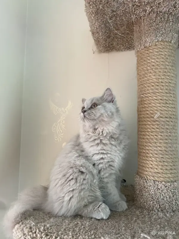 Британский котенок - Вся Беларусь - 260034 - Доска объявлений Kupika.by - Фото 4