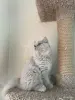 Британский котенок - Вся Беларусь - 260034 - Доска объявлений Kupika.by - Фото 4