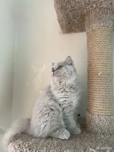 Британский котенок