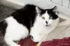 Кошки - Доня - скромная кошечка - Вся Беларусь - Фото 3 Доня - скромная кошечка - Вся Беларусь - 259216 - Доска объявлений Kupika.by - Фото 3