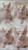 Кошки - Канадский сфинкс Белоснежные котята - Вся Беларусь - Фото 2 Канадский сфинкс Белоснежные котята - Вся Беларусь - 260768 - Доска объявлений Kupika.by - Фото 2