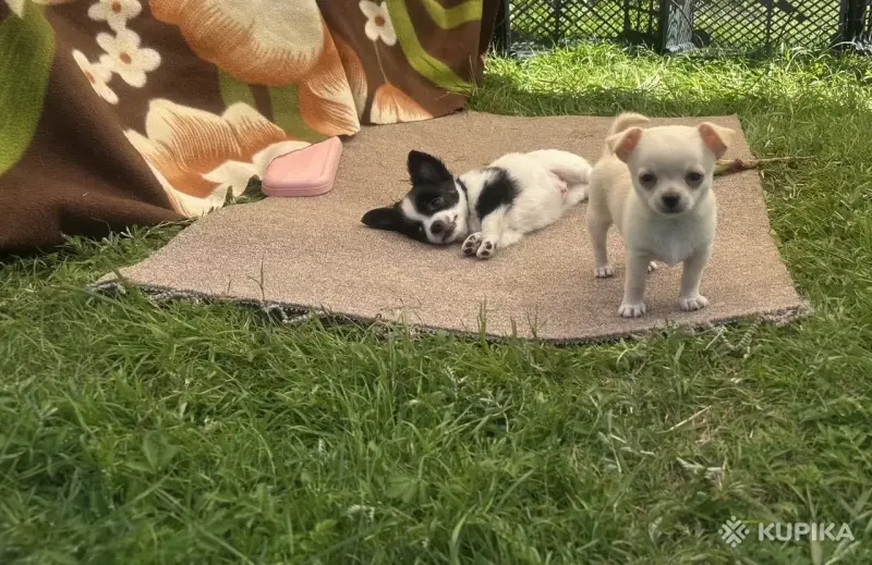 Чихуахуа