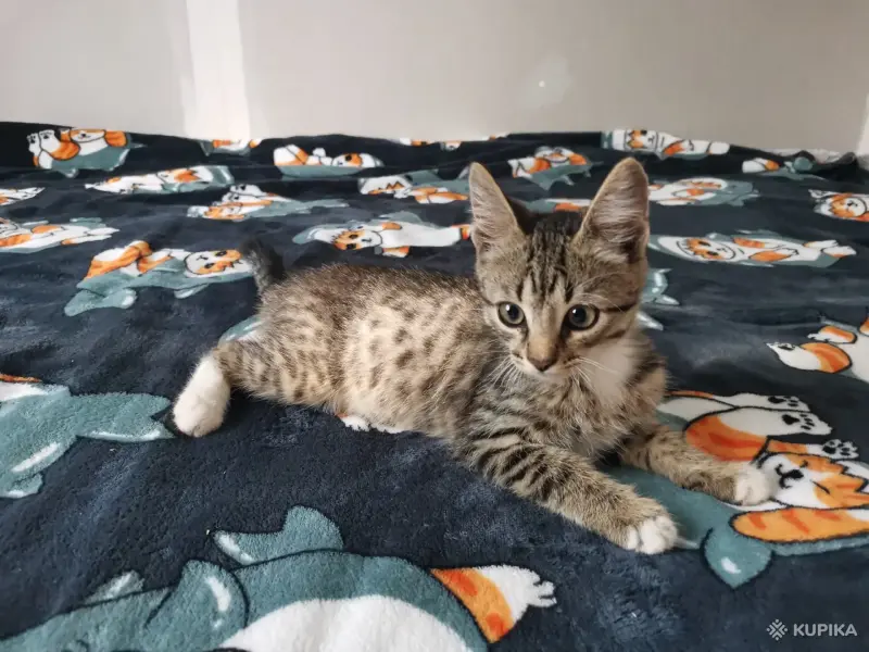 Кошки - Котята - Вся Беларусь - Фото 5 Котята - Вся Беларусь - 259078 - Доска объявлений Kupika.by - Фото 5