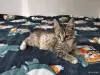 Кошки - Котята - Вся Беларусь - Фото 5 Котята - Вся Беларусь - 259078 - Доска объявлений Kupika.by - Фото 5