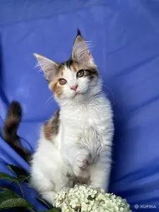 Мейн-кун котенок девочка