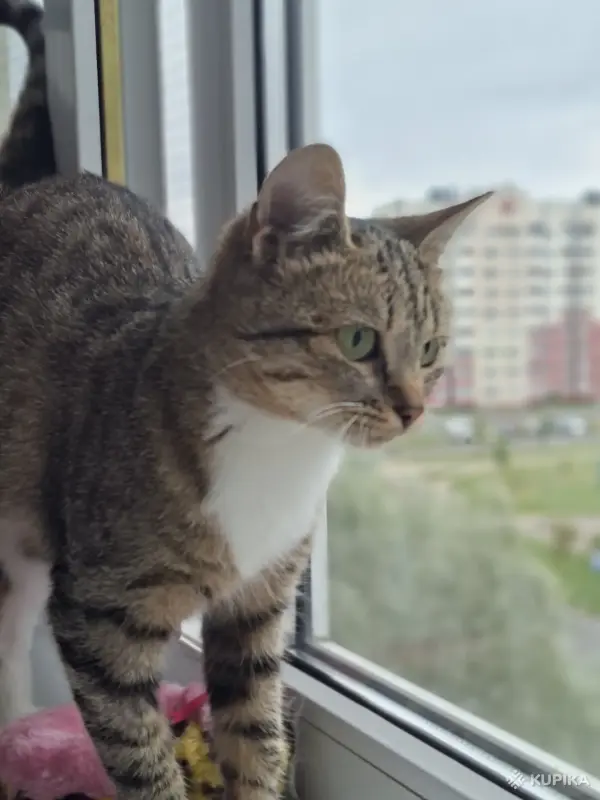 Котёнок кошечка в дар - Вся Беларусь - 260530 - Доска объявлений Kupika.by - Фото 3