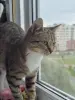 Котёнок кошечка в дар - Вся Беларусь - 260530 - Доска объявлений Kupika.by - Фото 3