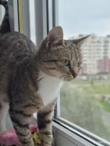 Котёнок кошечка в дар