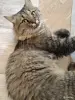 Кот в дар кастрирован ласковый - Вся Беларусь - 260532 - Доска объявлений Kupika.by