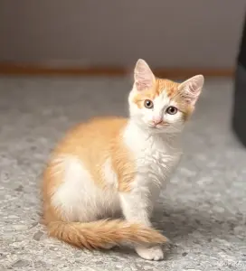 Котенок в дар