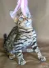 Элитные бенгальские котята из питомника - Вся Беларусь - 259373 - Доска объявлений Kupika.by - Фото 13