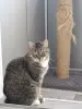 Кошка в дар - Вся Беларусь - 259747 - Доска объявлений Kupika.by - Фото 3