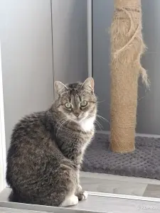 Кошка в дар