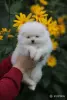 Померанский шпиц, породные щенки сегодня для Вас! - Вся Беларусь - 259285 - Доска объявлений Kupika.by - Фото 4