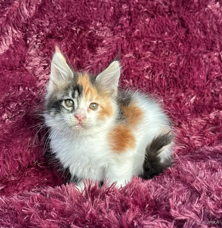 Кошки - Мейн-кун котята - Вся Беларусь - Фото 2 Мейн-кун котята - Вся Беларусь - 259120 - Доска объявлений Kupika.by - Фото 2