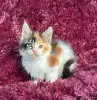 Кошки - Мейн-кун котята - Вся Беларусь - Фото 2 Мейн-кун котята - Вся Беларусь - 259120 - Доска объявлений Kupika.by - Фото 2