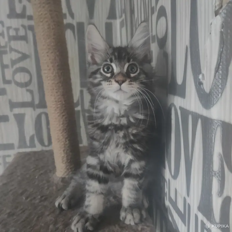 Чистокровные Котята Мейн-Кун - Вся Беларусь - 259752 - Доска объявлений Kupika.by - Фото 3