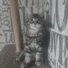 Чистокровные Котята Мейн-Кун - Вся Беларусь - 259752 - Доска объявлений Kupika.by - Фото 3