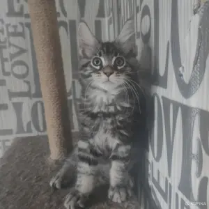 Чистокровные Котята Мейн-Кун