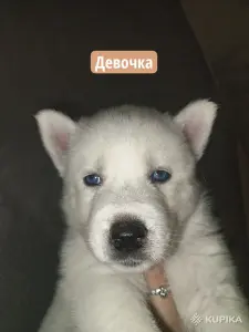 Щенки