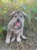 Щенки - Вся Беларусь - 259559 - Доска объявлений Kupika.by - Фото 5