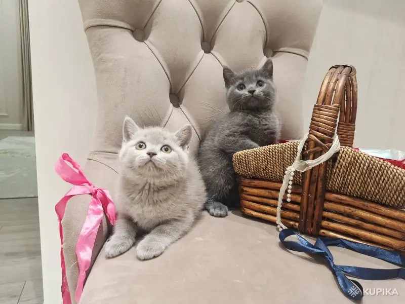 Кошки - Шотландские вислоухие плюшевые котята - Вся Беларусь - Фото 9 Шотландские вислоухие плюшевые котята - Вся Беларусь - 260597 - Доска объявлений Kupika.by - Фото 9
