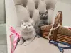 Кошки - Шотландские вислоухие плюшевые котята - Вся Беларусь - Фото 9 Шотландские вислоухие плюшевые котята - Вся Беларусь - 260597 - Доска объявлений Kupika.by - Фото 9