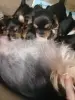 Щенки йорка - Вилейка - 260683 - Доска объявлений Kupika.by