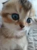 Кошки - Котёнок золотая шиншилла - Вся Беларусь - Фото 6 Котёнок золотая шиншилла - Вся Беларусь - 258469 - Доска объявлений Kupika.by - Фото 6