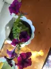 Другие товары для дома - Петуния - Вся Беларусь - Фото 2 Петуния - Вся Беларусь - 257872 - Доска объявлений Kupika.by - Фото 2