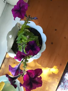 Петуния