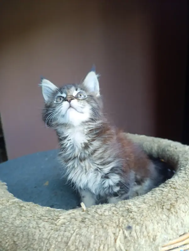 Кошки - Кошечка Мейн-кун - Вся Беларусь Кошечка Мейн-кун - Вся Беларусь - 238343 - Доска объявлений Kupika.by