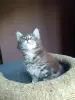 Кошки - Кошечка Мейн-кун - Вся Беларусь Кошечка Мейн-кун - Вся Беларусь - 238343 - Доска объявлений Kupika.by