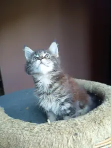 Кошечка Мейн-кун